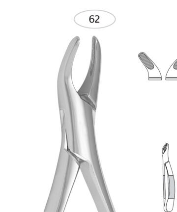 Incisors, Premolars, Deciduous Teeth