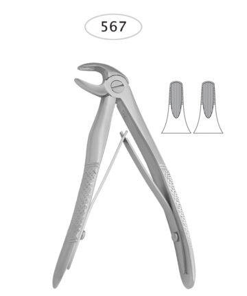 Lower Incisors
