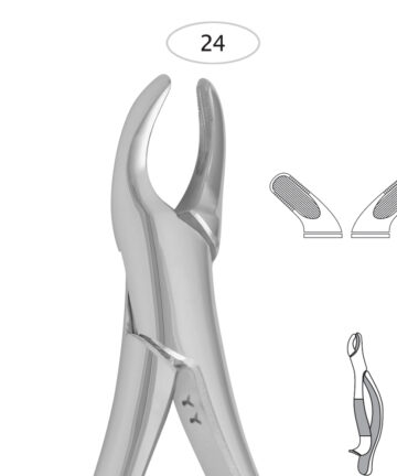 Lower Molares (24)