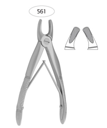 Upper Premolars