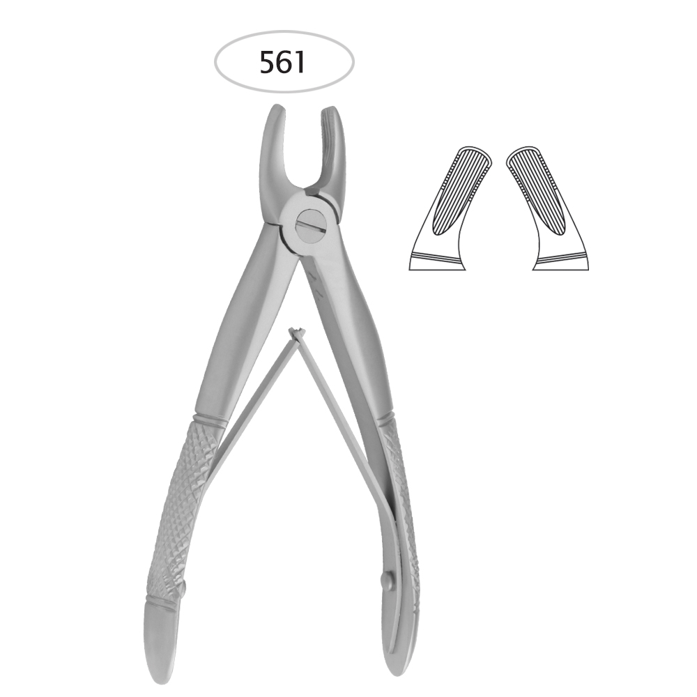 Upper-Premolars-1.jpg