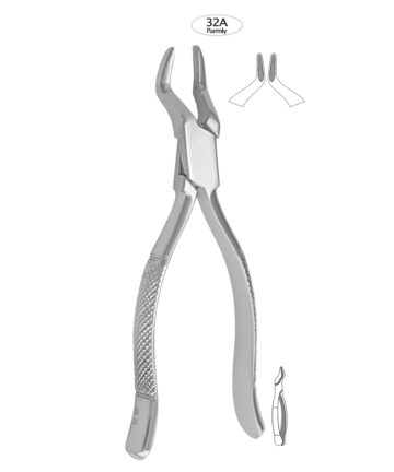 Upper Premolars & Molars