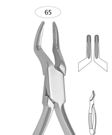 Upper Incisors And Roots